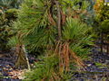 Pinus densiflora Pendula IMG_1356 Sosna gęstokwiatowa